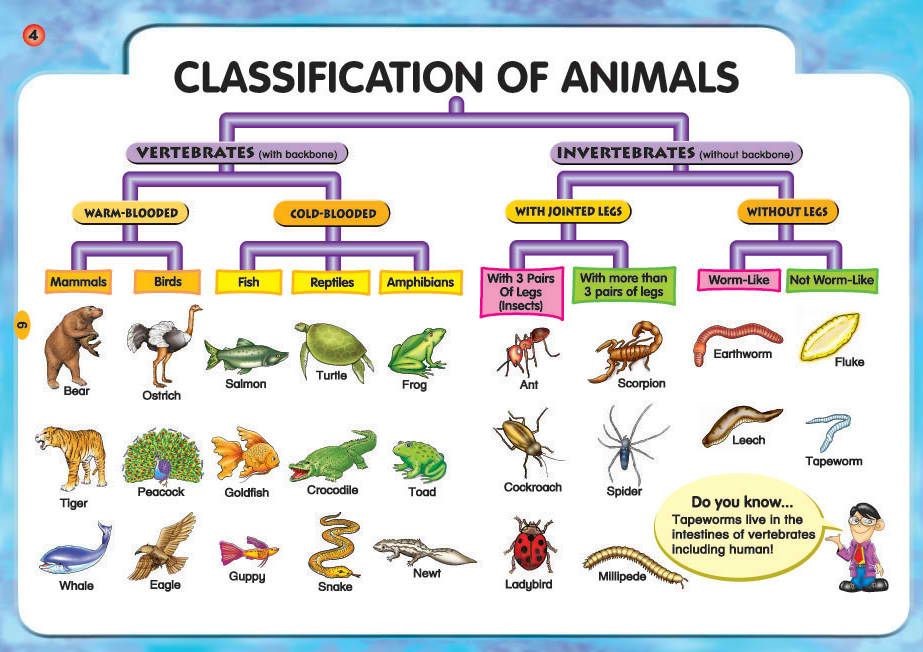 ClassificationofAnimals1.jpg