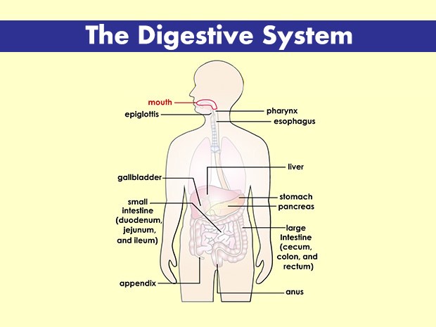 Digestive.jpg
