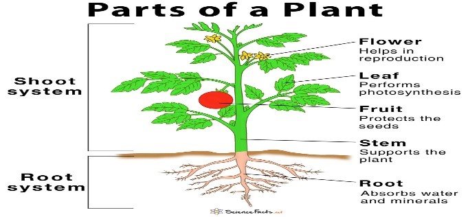 FunctionofPlant.jpg