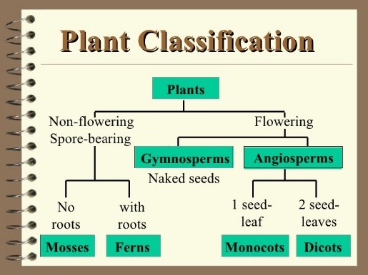 Fungi1.jpg