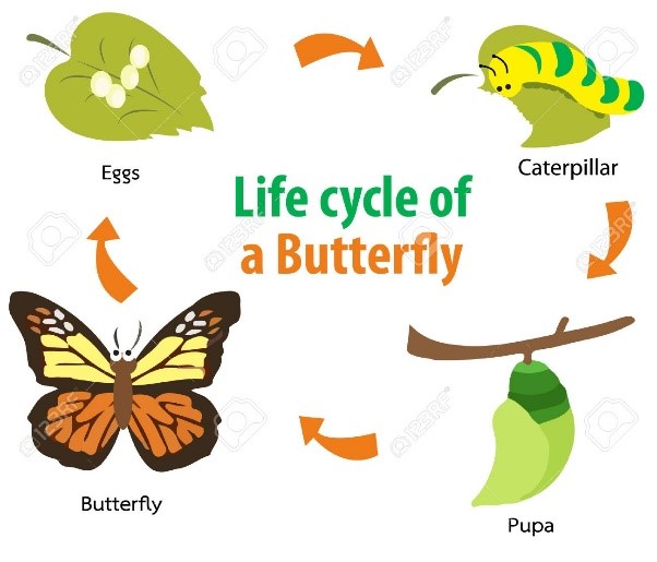 Lifecycle1.jpg