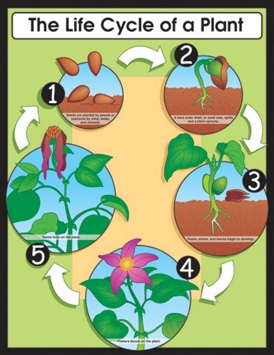 Lifecycle2.jpg