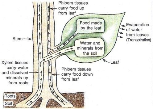 Planttransport1.jpg