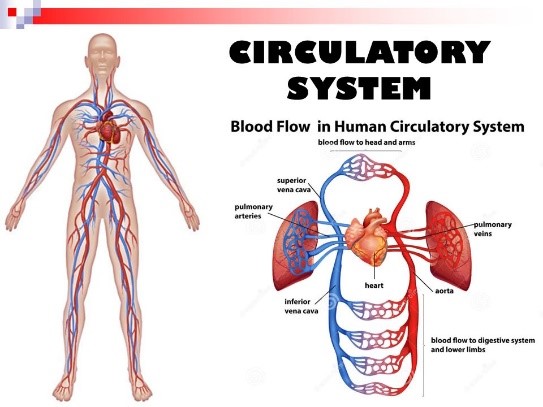 respiratory1.jpg